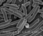 Gram Negative Bacteria