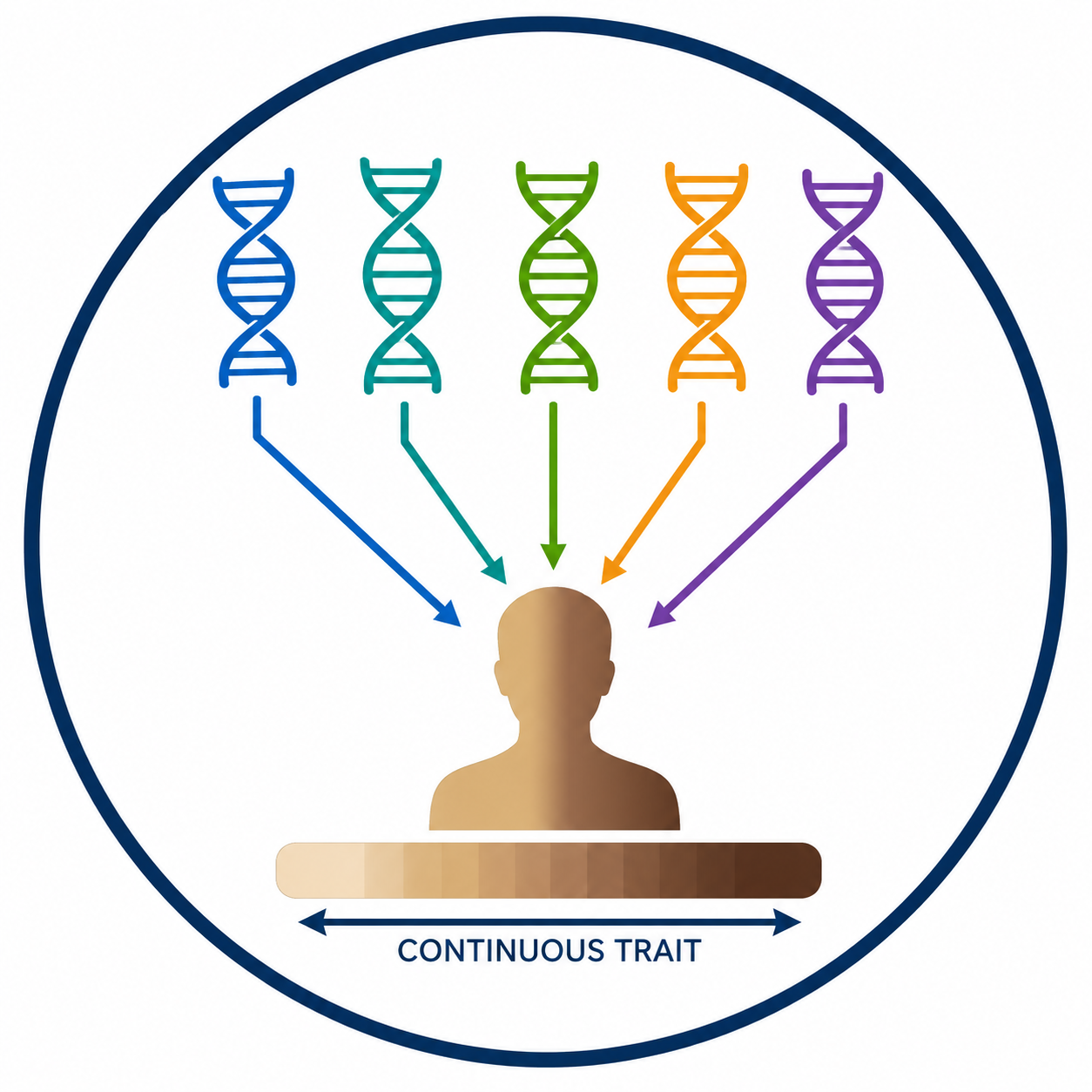 Polygenic Inheritance