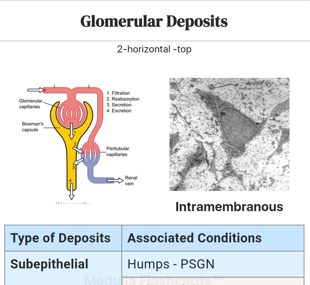 Systemic Pathology Flashcards