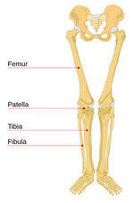 Lower limb
