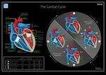 Cardiac Physiology