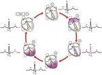 Cardiac action potentials, ECG, JVP, Cardiac cycle, Cardiac Output