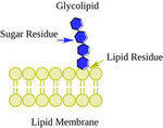 Lipids, Phospholipids, Glycolipids and Sphingolipidoses