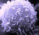 Immunity, Antibodies, Complement system