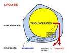Lipid Metabolism and Disorders of fatty acid oxidation