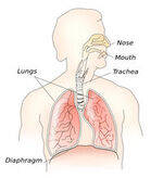 Thorax - Development, Heart, Lungs, Esophagus, Thoracic Duct