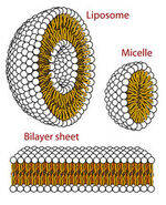 Lipid Chemistry and Metabolism