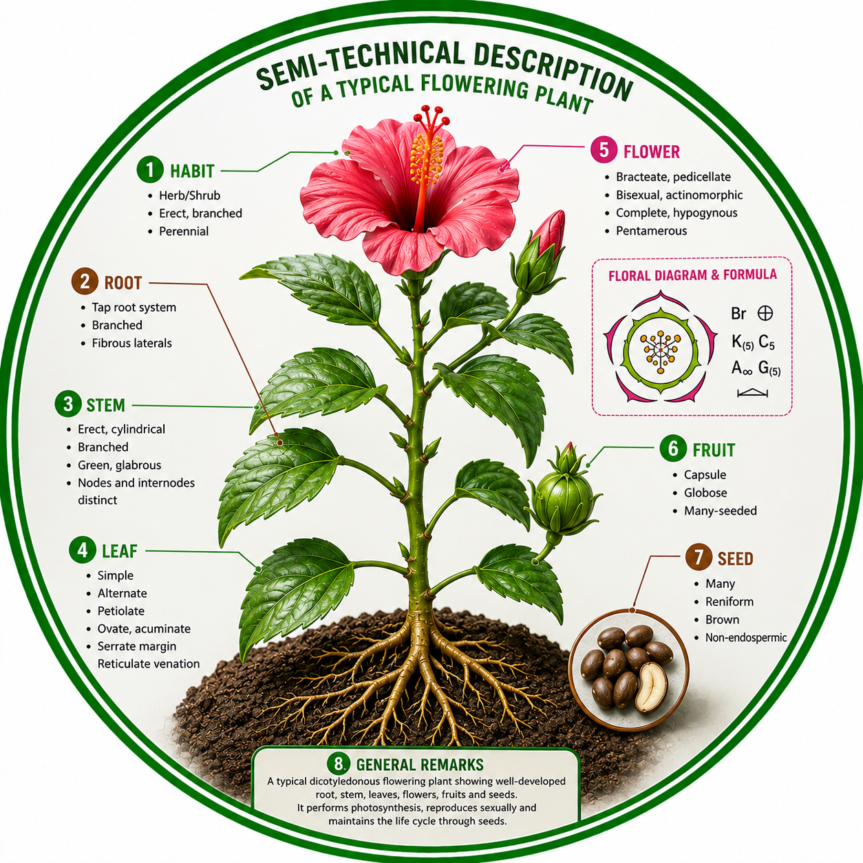 Semi-Technical Description of a Typical Flowering Plant