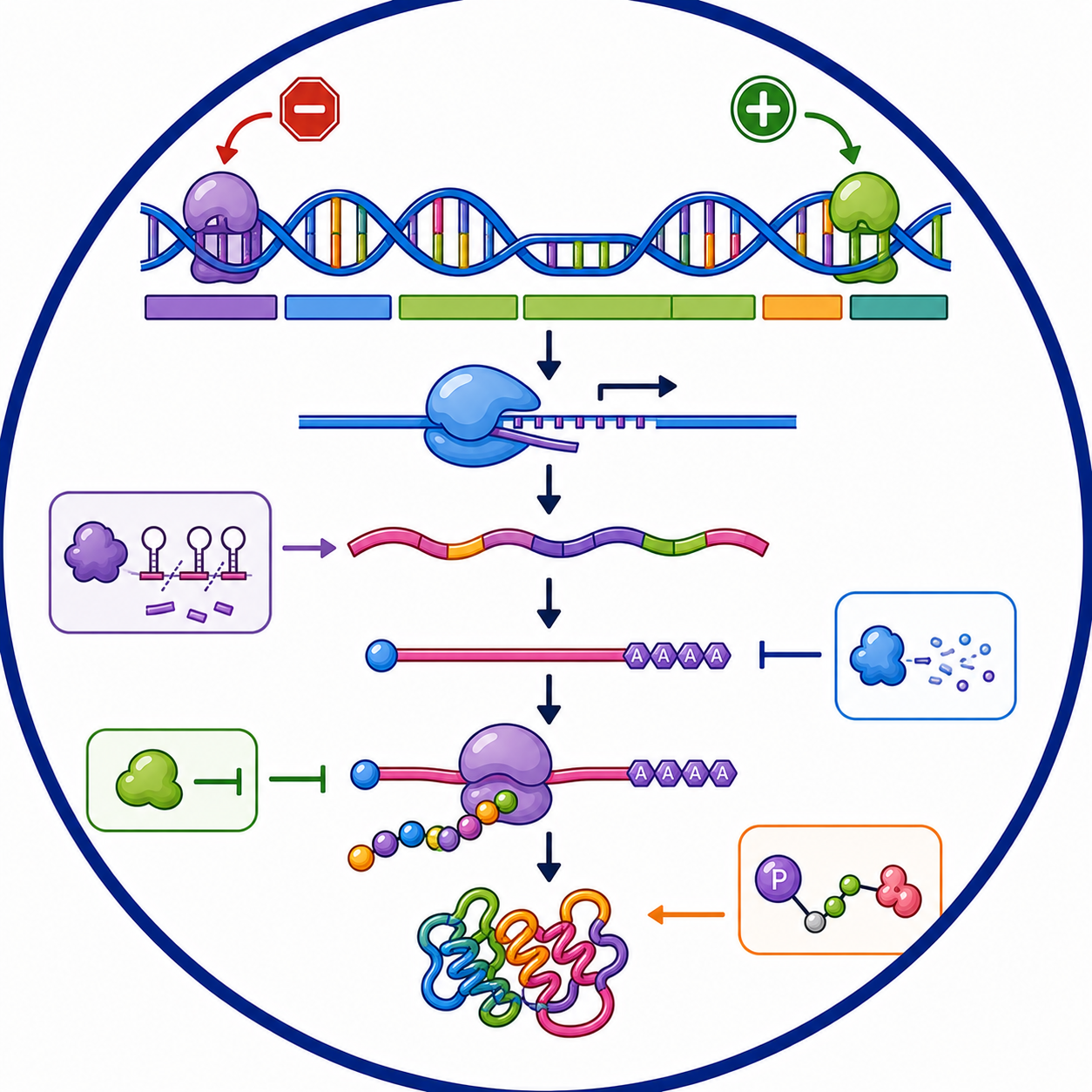 Regulation of Gene Expression