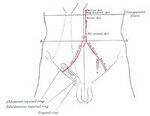 Abdomen Development, Inguinal Canal, Liver