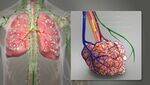 Airways, Surfactant, Breathing, Ventilation, Perfusion, Diffusion of Gases