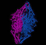 AA Metabolism, Urea cycle, Phenylalanine, Tyrosine
