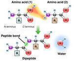Amino Acids and Proteins