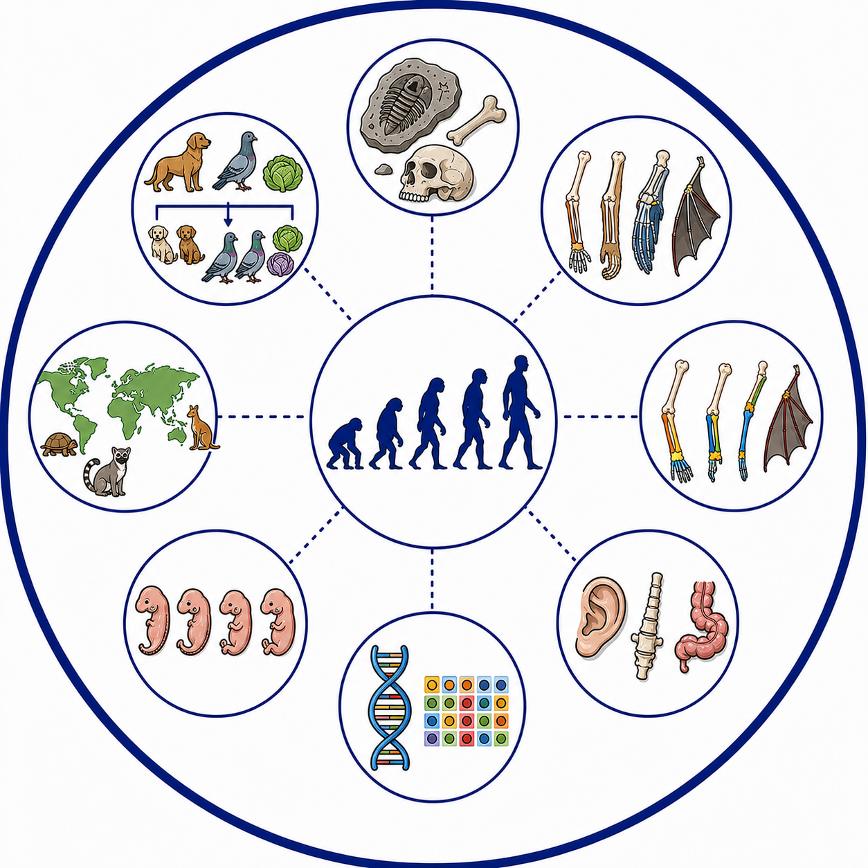 What are the Evidences for Evolution