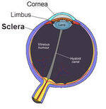 Cornea and Sclera