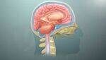 Central Nervous System