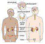 Endocrine Physiology