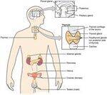 Signaling, Classification of Hormones, GH, Prolaction, Thyroid