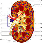 Chronic Kidney Disease, Renal HTN, Hematuria, Nephritic Syndrome, PSGN, RPGN