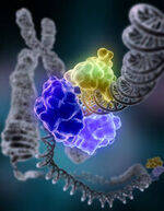 DNA - Structure, Replication, Repair Defects, Transcription, RNA types, Translation