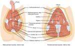 Perineum - Spaces, Prostate, Urethra