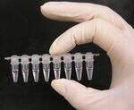 Hybridization, Karyotyping, rDNA, DNA Fingerprinting & Sequencing, PCR