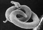 Trematodes