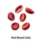 Red Blood Cell