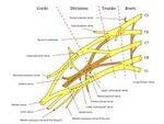 Brachial Plexus, Nerve Injuries