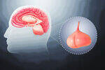 Classification of hormones, Pituitary, Prolactinoma, Growth hormone, Acromegaly