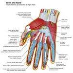 Muscles of Hand, Vessels, Muscles of Shoulder