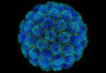 DNA Virus - Parvo, HPV, Hepatitis, Herpes