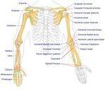 Upper Limb