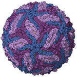 RNA Virus - JE, West Nile, YF, KFD, Zika, Dengue, Influenza, Rabies, Ebola