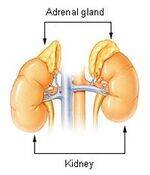 Adrenal Gland - PHA, Addisons, Cushings, Pheochromocytoma, MEN, MEON