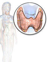 Calcium Homeostasis, Thyroid Disorders