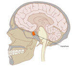 Endocrinology