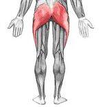 Lower Limb - Thigh, Gluteal Region, Knee, Leg, Foot