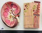 Renal Physiology