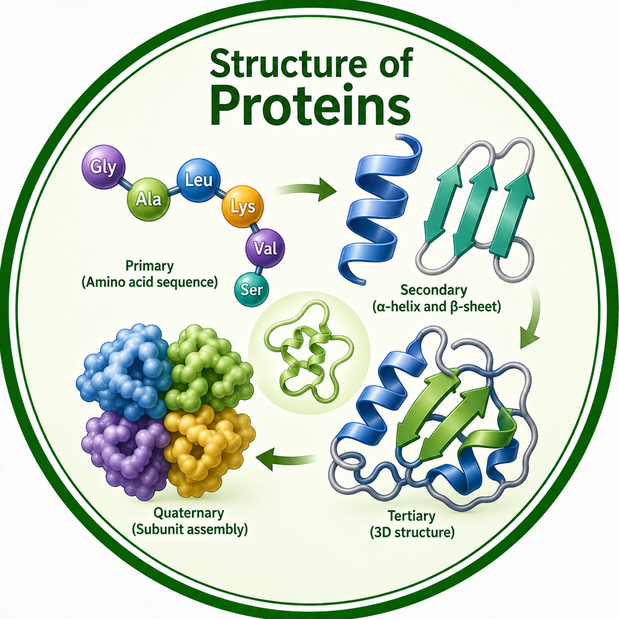 Structure of Proteins