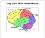 Physiology Flashcards - 2