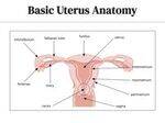 Gynecology Flashcards - 2
