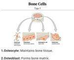 Ortho Flashcards - 1
